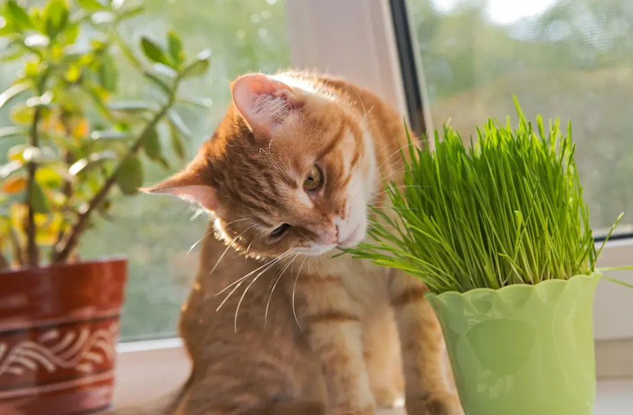 Fresh Grass - Natural Grass for Small & Medium Pets | Buy Now